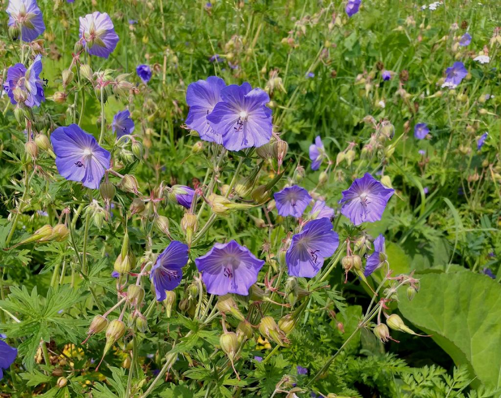 Geranium sylvaticum